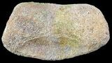 Hadrosaur Toe Bone - Alberta (Disposition #-) #71674-1